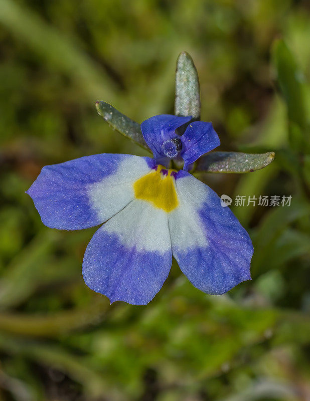 Downingia bella，也被称为胡佛的加利福尼亚花或胡佛的Downingia，是风铃花家族的一员，在加利福尼亚州杰普森草原保护区的春天池塘中被发现。